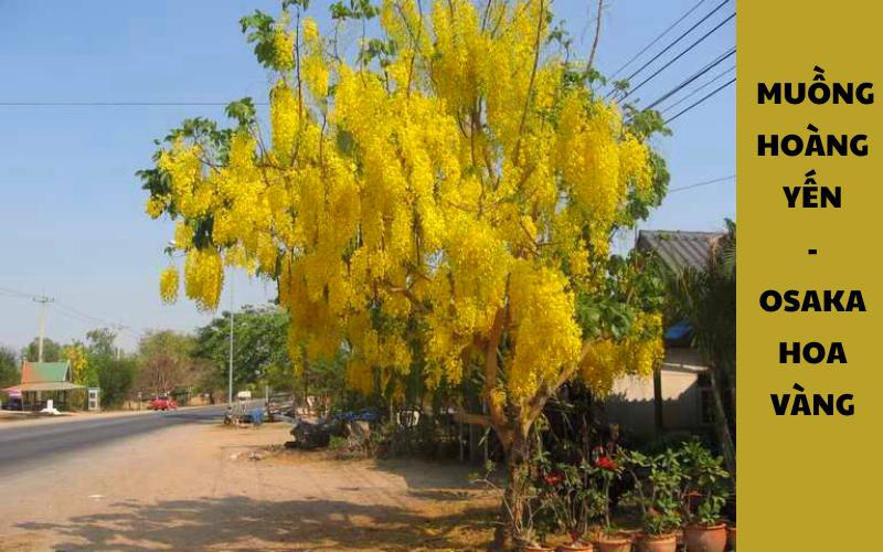 Câu hoa bọ cạp vàng, osaka vàng, muồng hoàng yến