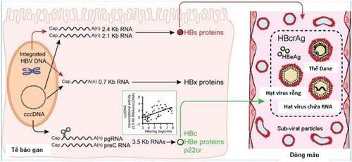 HBcrAg - Marker mới để theo dõi tình trạng virus trong gan ở bệnh nhân viêm gan B