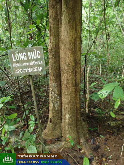 Cây lồng mức (thừng mực) - Tên khoa học: Wrightia annamensis