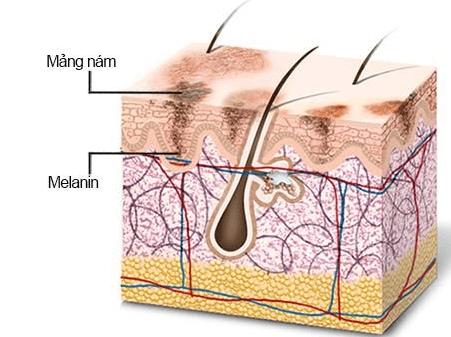 Khoa học về tóc: Chu kỳ tăng trưởng tóc và cách làm việc của tóc