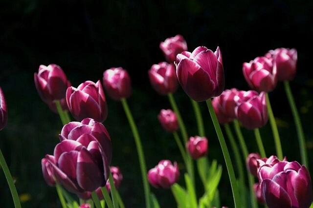 nguồn gốc của hoa tulip tím