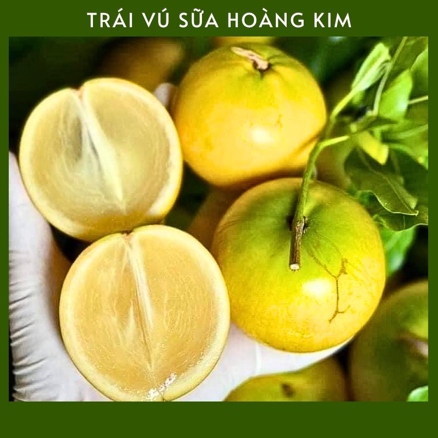 Trái Vú Sữa Hoàng Kim