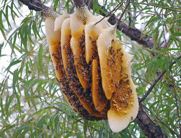 Mật ong khoái nguyên chất đóng chai